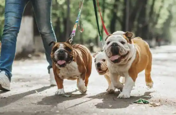 遛狗不牵绳，市民投诉“太任性” 街道回应：加强巡查值守，发现立即劝导