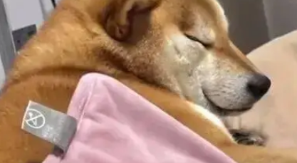 柴犬来大姨妈卧床不起，你看吧…痛经狗都受不了