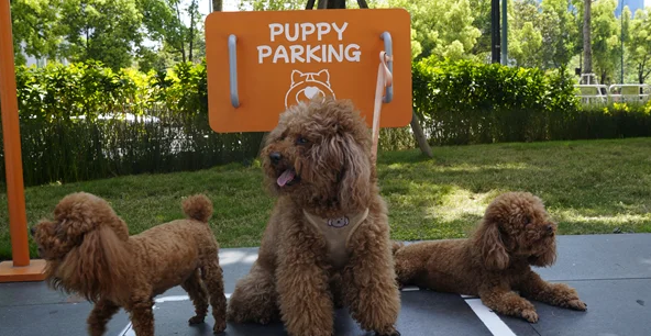 成都“泊狗位”出圈：一座宠物友好城市的细节温度