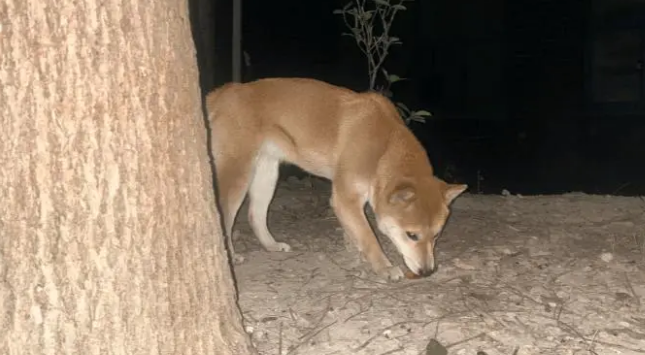 女子在小区遇见一只见人就跟的柴犬，最后才知道是在找主人