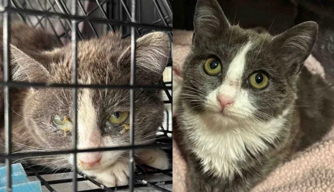 流浪猫满眼防备，戴手套摸一下竟疯狂呼噜