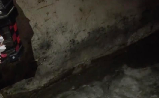 番禺臭猫事件引热议，记者现场“yue”揭两难