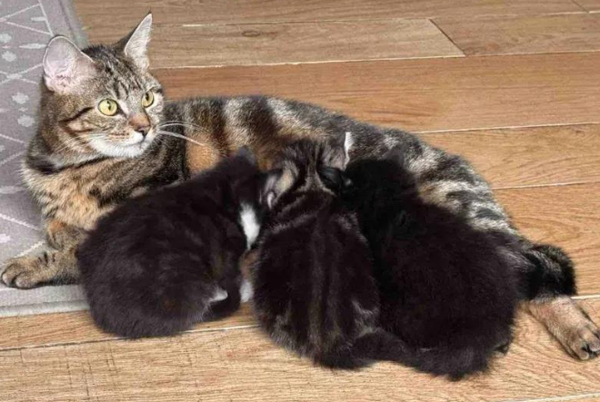 怀孕流浪猫紧急送医做B超，终迎三只小奶猫