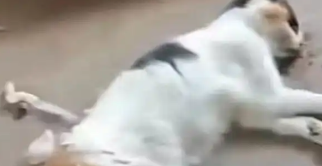 重庆一女生托闺蜜照顾5只猫，不料全被活活饿死