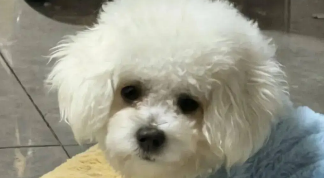 妹子过生日给比熊吃了几口蛋糕，没想到半夜竟送它去抢救