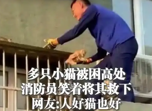 猫咪被困在屋檐上，上海消防出手救援