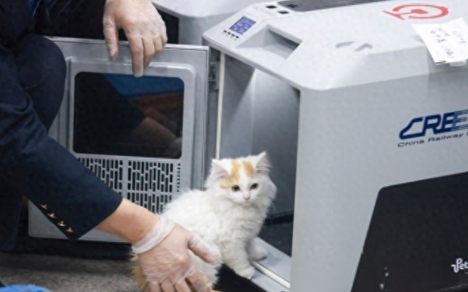 宠物可单独“坐高铁”了！高铁宠物托运今起优化