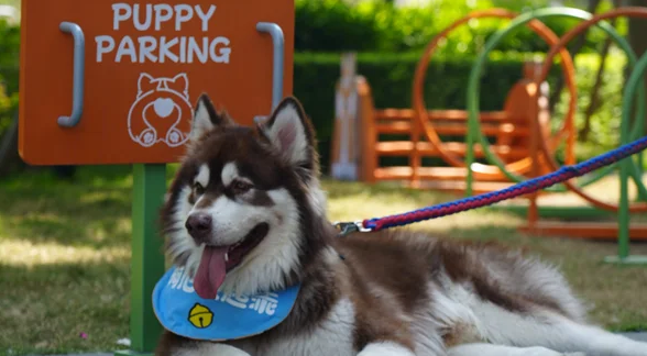 成都“泊狗位”出圈：一座宠物友好城市的细节温度