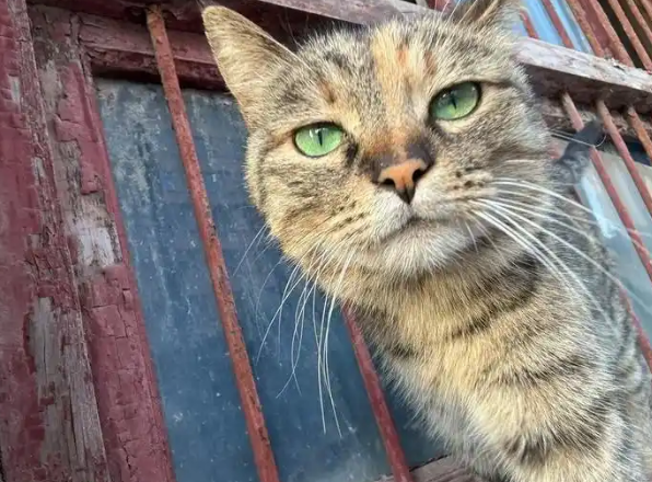 猫咪被困在屋檐上，上海消防出手救援