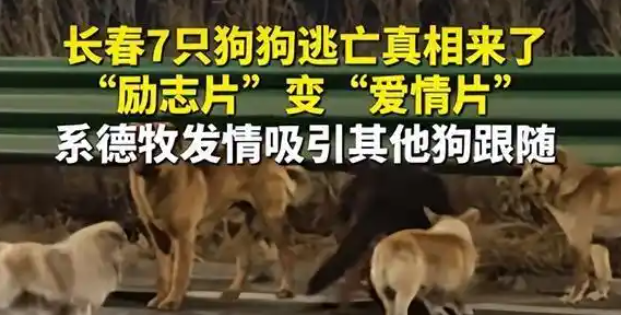 七只狗狗集体大逃亡？全网感动，结局反转，让人笑喷