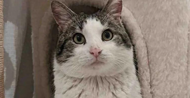 养老院外流浪的圆脸大猫，被救进屋后疯狂踩奶