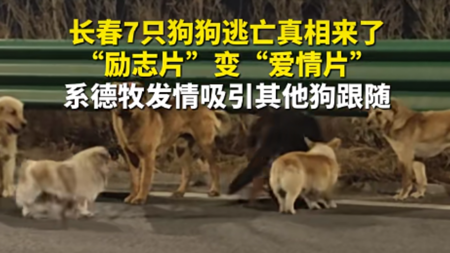大反转！火遍全网的7只狗狗“逃亡”事件，真相来了！