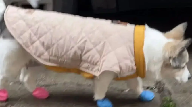 下雨天主人用气球给狗子做了个鞋套，不是…这也太机智啦