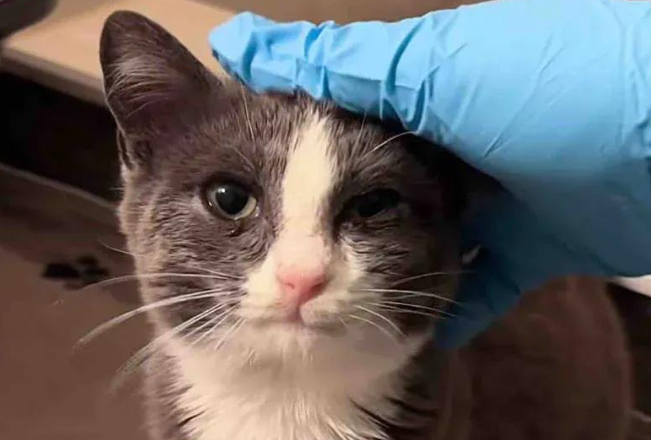 流浪猫满眼防备，戴手套摸一下竟疯狂呼噜