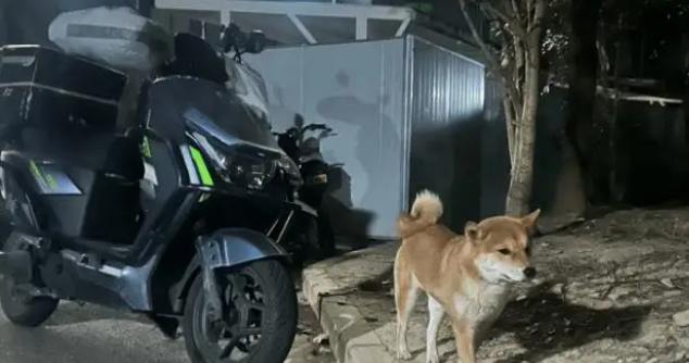 女子在小区遇见一只见人就跟的柴犬，最后才知道是在找主人