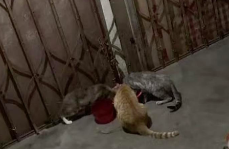 番禺臭猫事件引热议，记者现场“yue”揭两难