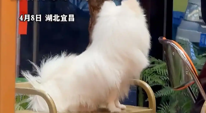 湖北一烧烤店宠物狗全程蹲坐在菜架上，当地市场监管部门将进行核实