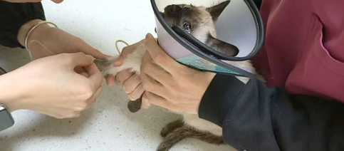 1600元买了只暹罗猫，治病却花了2000多元