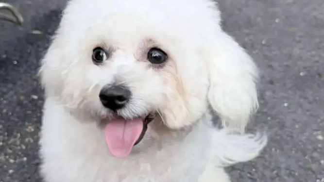 妹子过生日给比熊吃了几口蛋糕，没想到半夜竟送它去抢救