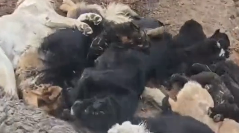 网爆百万人围观：黑龙江双鸭山一宠物馆17条狗死亡