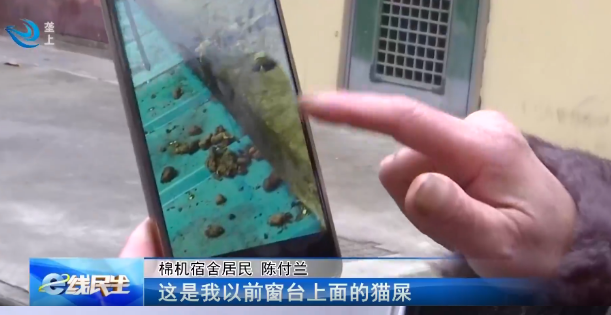 流浪猫扰民 居民楼里来了不速之客