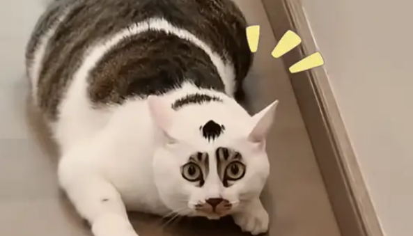 狸花猫和白猫生孩子就像开盲盒，花色好有特点，取名小八嘎