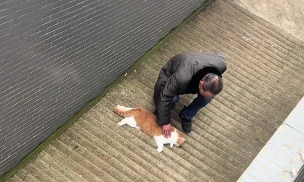 亲戚做客误开窗，胖橘猫意外坠楼离世