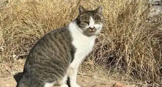 兰州大学被曝出现虐猫事件，事发至今已超3个月