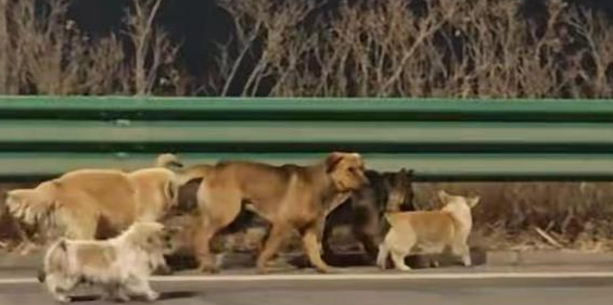 七只狗狗集体大逃亡？全网感动，结局反转，让人笑喷