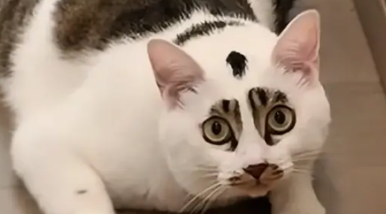 狸花猫和白猫生孩子就像开盲盒，花色好有特点，取名小八嘎