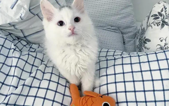 流浪猫母子雪地求生，获救治后终于团聚