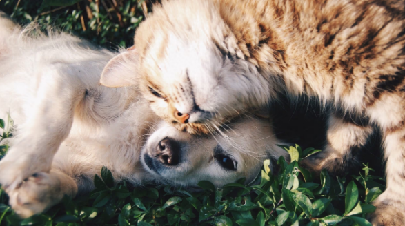 波哥大免费服务来袭，推出4250绝育名额，预防遗弃有妙招！