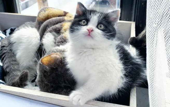 冻僵的小奶猫被救查出一肚子虫，如今活成家里团宠