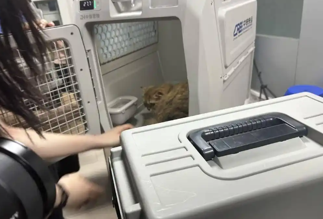 宠物可单独“坐高铁”了！高铁宠物托运今起优化