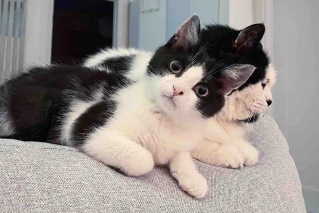 冻僵的小奶猫被救查出一肚子虫，如今活成家里团宠