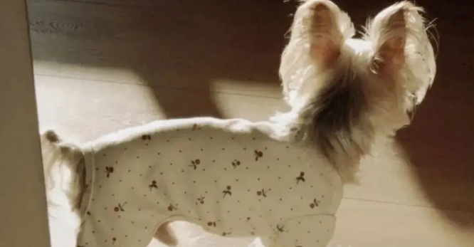 网友说她家约克夏的后脑勺很扁，果然与众不同