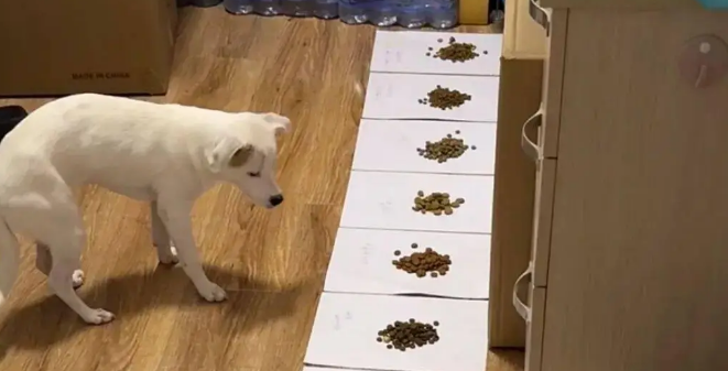 狗子不爱吃狗粮，主人怒买11种，狗都看懵了！