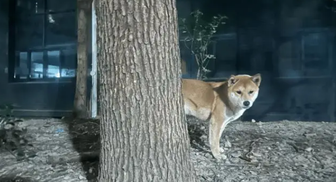 女子在小区遇见一只见人就跟的柴犬，最后才知道是在找主人