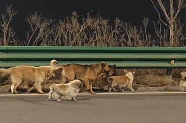 大反转！7只狗狗“逃亡”事件实为“为爱闯天涯”