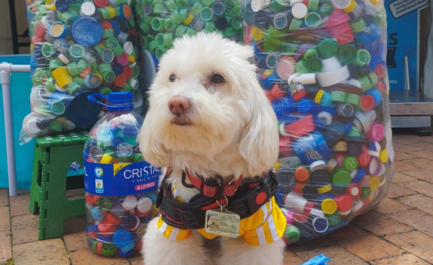 波哥大免费服务来袭，推出4250绝育名额，预防遗弃有妙招！