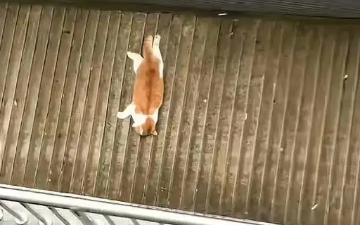 男子发现楼下坠楼橘猫，挨家排查后在 10 楼找到饲主