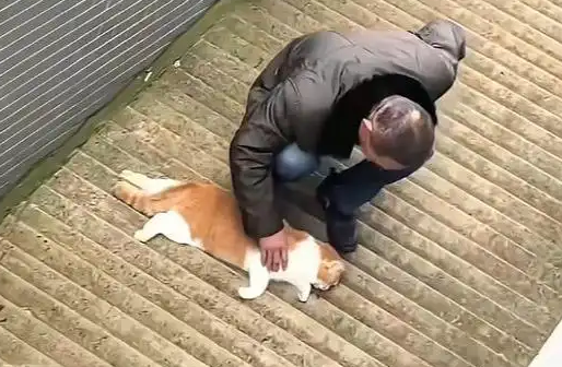 男子发现楼下坠楼橘猫，挨家排查后在 10 楼找到饲主