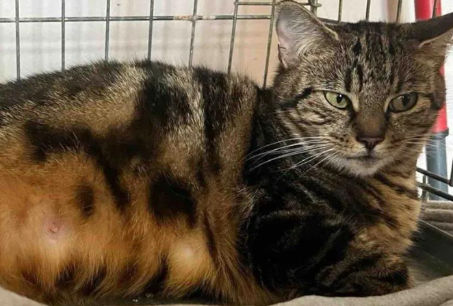 怀孕流浪猫紧急送医做B超，终迎三只小奶猫