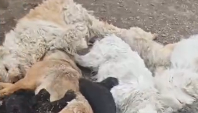 网爆百万人围观：黑龙江双鸭山一宠物馆17条狗死亡