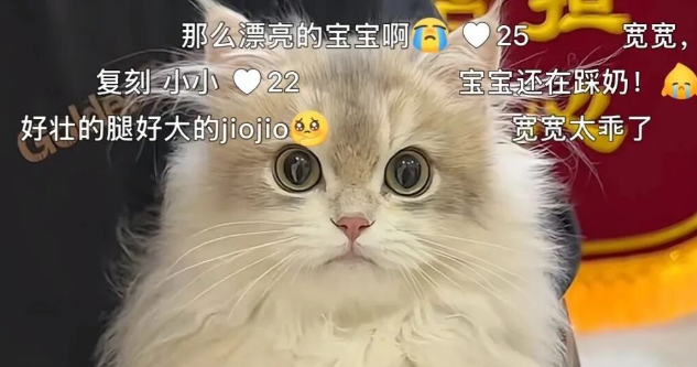 广东一网红猫因医疗事故离世，医院已与宠主达成和解