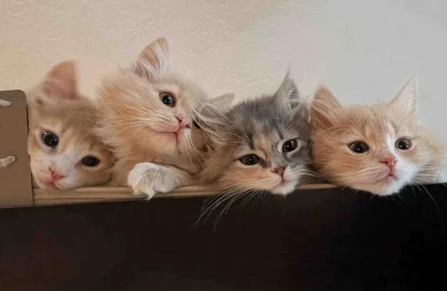 猫咪一家被租客遗弃，猫妈带四只幼崽苦撑