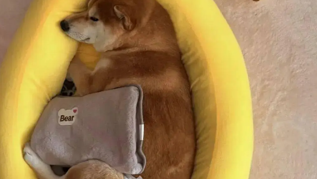 柴犬来大姨妈卧床不起，你看吧…痛经狗都受不了