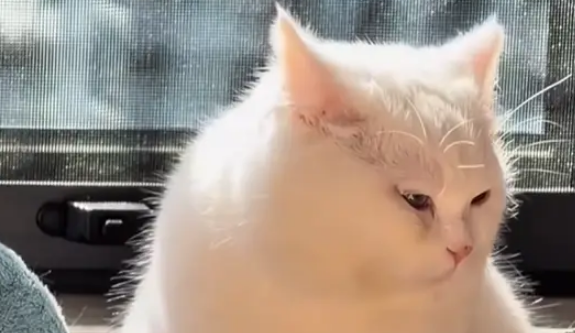 狸花猫和白猫生孩子就像开盲盒，花色好有特点，取名小八嘎