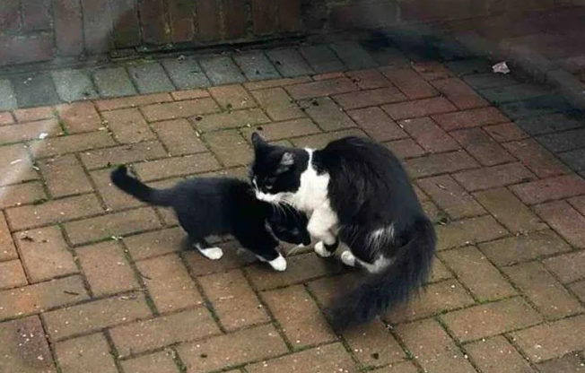 流浪母猫带幼崽进院求生，获救后卸下当妈重担