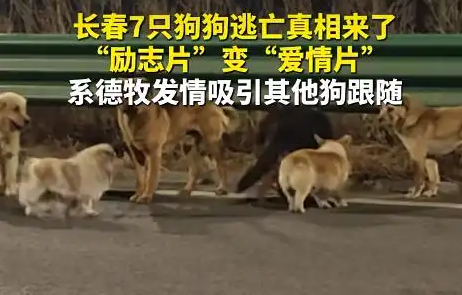 大反转！7只狗狗“逃亡”事件实为“为爱闯天涯”